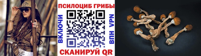 где купить наркотик  Кропоткин  Галлюциногенные грибы Cubensis 